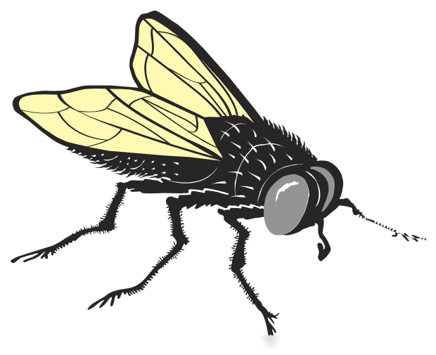 Fly