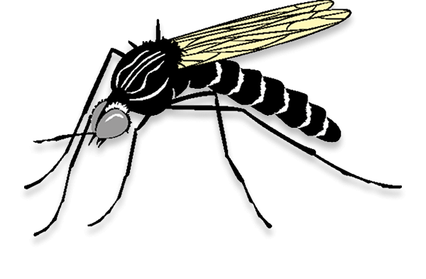 Mosquito